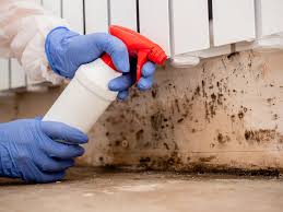 Best Basement Mold Removal  in Pipestone, MN